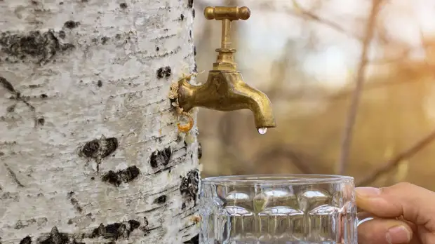 Уральский фермер делает квас из ячменя и березового сока