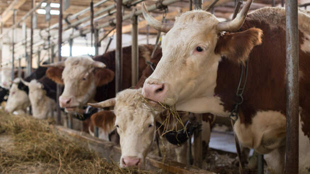 Режим ЧС введен в Новосибирской области из-за распространения бешенства и пастереллеза среди скота