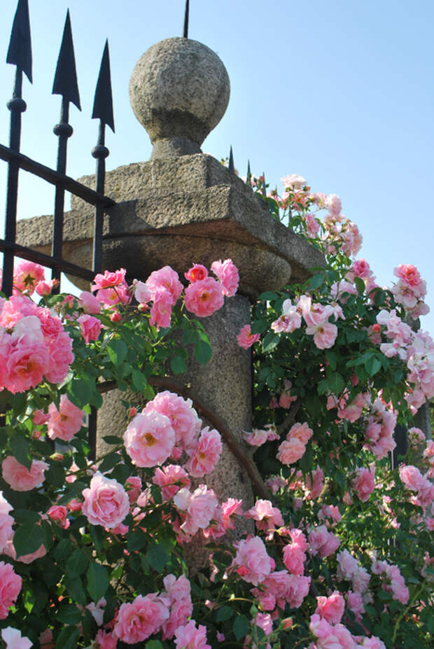 В сад роз 38. Гюлистан-сад роз. Розарий в Риме. Сад роз во Флоренции. Сад роз в Риме.