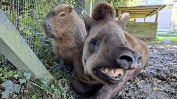 Вместе до самого конца: в зоопарке усыпили двух животных-друзей