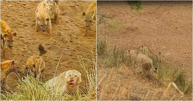 Львицы прогнали голодных гиен, атаковавших их сородича Парк Крюгера, видео, гиена, гиены, животные, лев, львы, юар