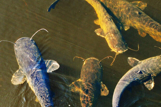 Сомы-монстры: огромные рыбы из чернобыльского пруда