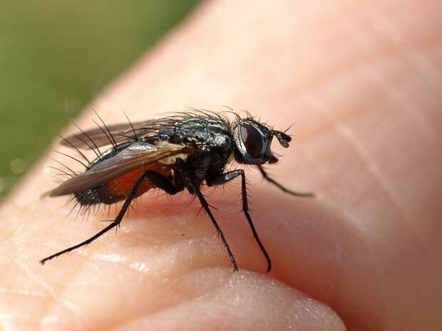 Мухи тахины или ежемухи (лат. Tachinidae) (англ. Tachinid Fly)