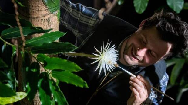 Работник ботанического сада опыляет цветок "Царицы ночи"