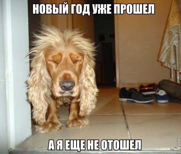 Картинки по запросу ПРикольные рождественские коты