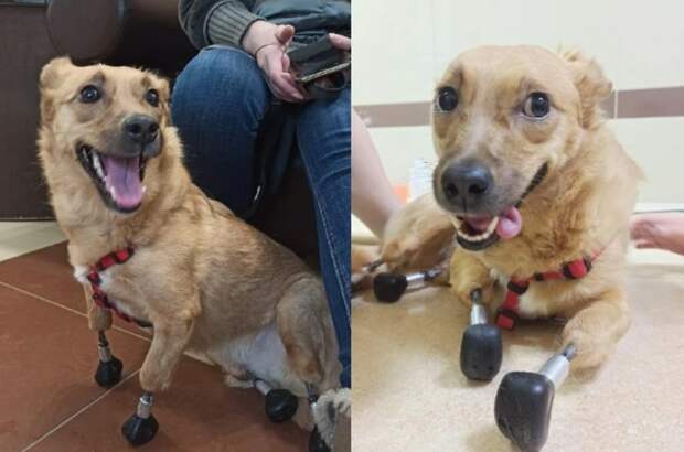 Будет жить в Лондоне: улетает получившая в Новосибирске четыре протеза лап собака Моника