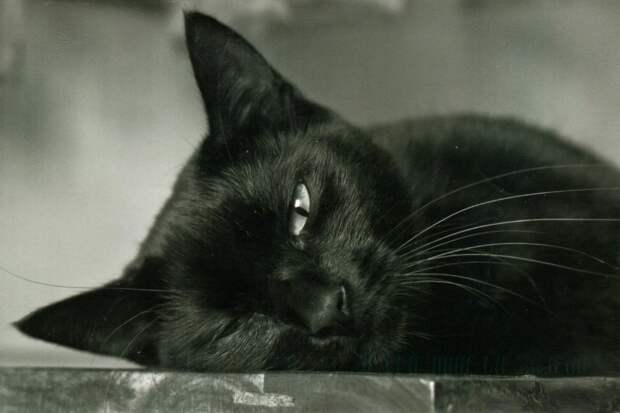 Картинки по запросу "фото спящая черная кошка"