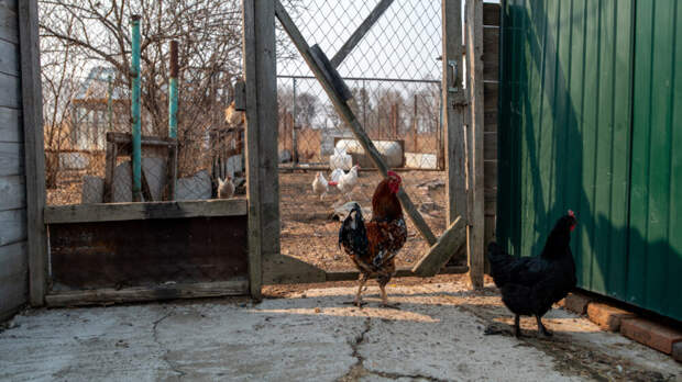 Старообрядцы и русская деревня. Кто без кого не может жить?