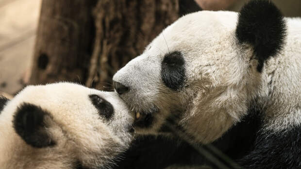 Любовь любовная: панда Катюша поцеловала маму в нос