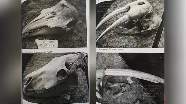 Сотрудник Зоологического института осуждён за кражу 33 черепов редких животных