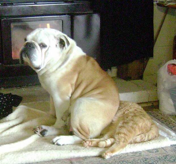 Пример тёплых отношений между кошкой и собакой, живущими в одном доме животные, забавно, коты, мило, питомцы, подборка, фото, юмор