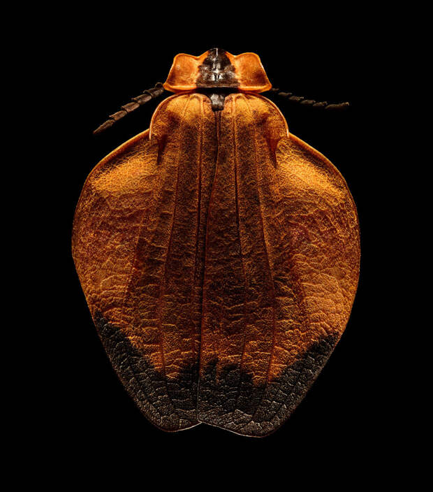 Orange-netted Winged Beetle