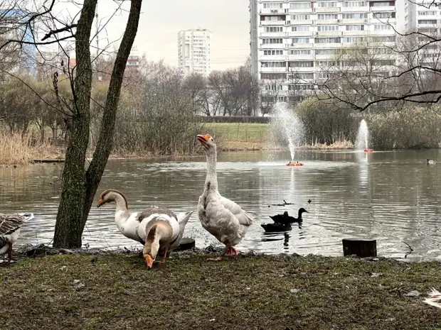 В сквер по Олонецкому проезду вернулись пернатые