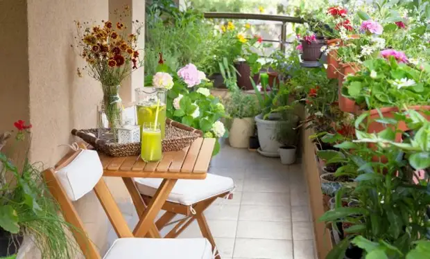 Что можно выращивать на северном балконе – лучшие теневыносливые растения