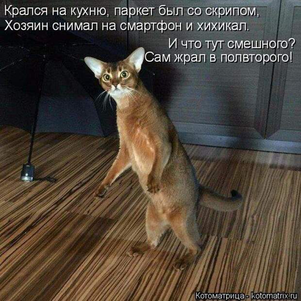 Лучшие котоматрицы недели (50 фото)