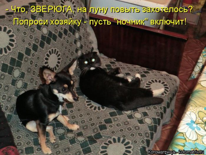 Лучшие котоматрицы недели (50 фото)