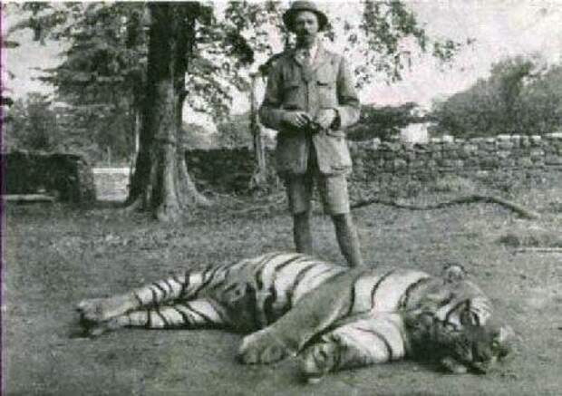 Самая опасная кошка в мире, убившая 436 человек Чампаватская тигрица, Непал, 1911 год