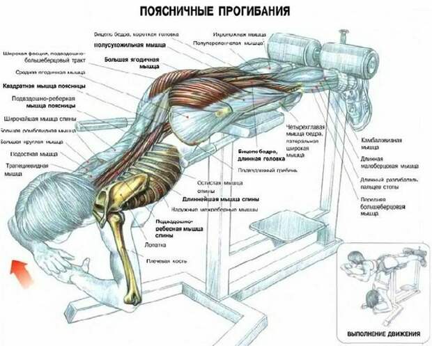 что качает гиперэкстензия