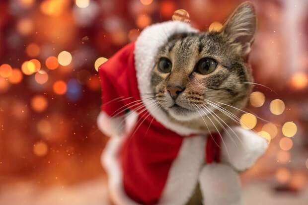 Почти 60% опрошенных россиян уже составляют списки желаний на 2026 год