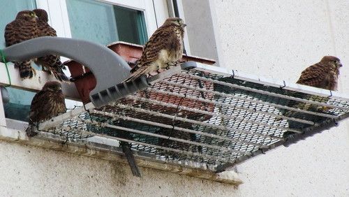 сокол свила гнездо в цветочном горшке, сокол гнездо в квартире, сокол отложила яйца в цветочный горшок квартиры
