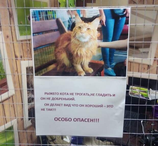 22 питомца, которые считают, что эталон «хороший мальчик» морально устарел