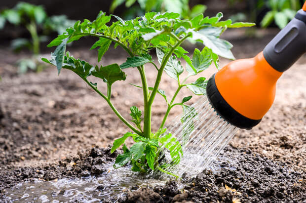 Искусство полива помидоров: советы экспертов для улучшения урожая
