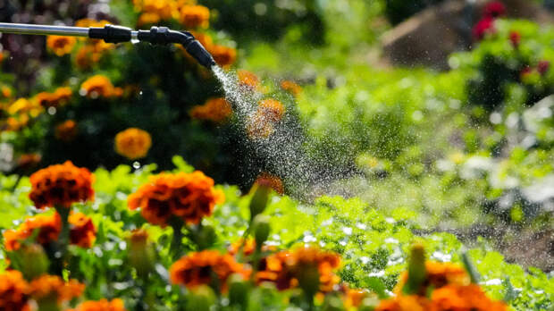 Секрет пышного цветения: как один ингредиент заменяет покупные удобрения