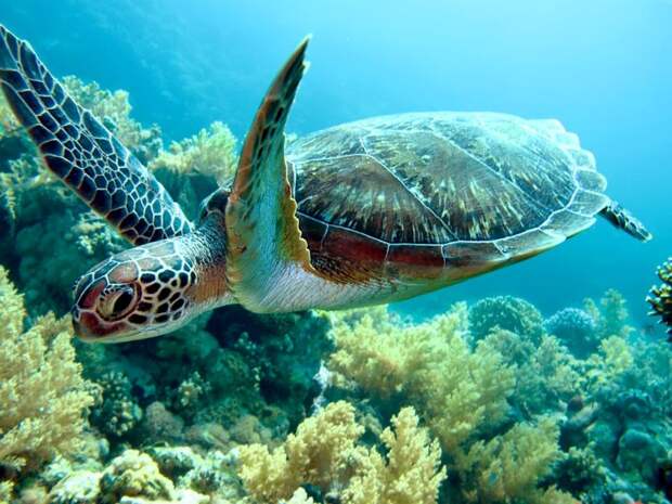 Миграция черепах связана с потеплением океана
