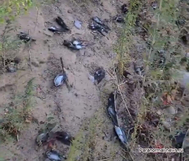 В Нью-Мексико миллионы птиц замертво упали с неба
