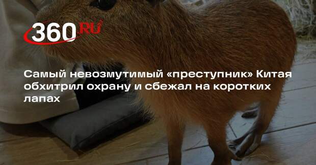 Ботанический сад Уси Тайху объявил награду за поимку сбежавшей капибары