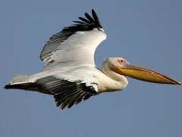 Пеликан, птица: описание и характеристика. Розовый, черно-белый и кудрявый пеликаны