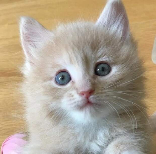 Котенок удивлен Молочный котенок