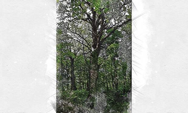 Старейший орловский дуб-великан вновь борется за звание «Российское дерево года