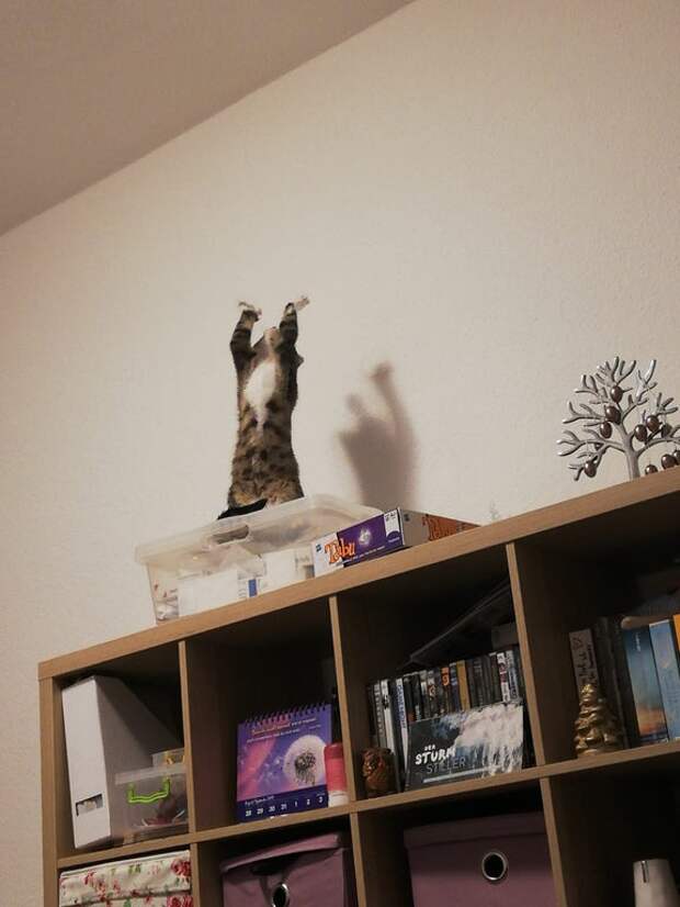 Забавные муркотики