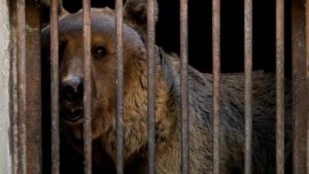 bears-saved-armenian-factory4
