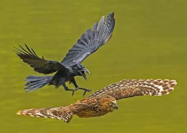 Прикольные картинки (15.12.16)