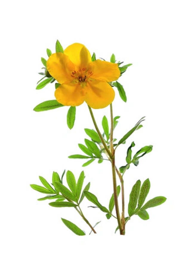 Курильский чай кустарниковый (Dasiphora fruticosa) | Источник: Shutterstock/Fotodom.ru