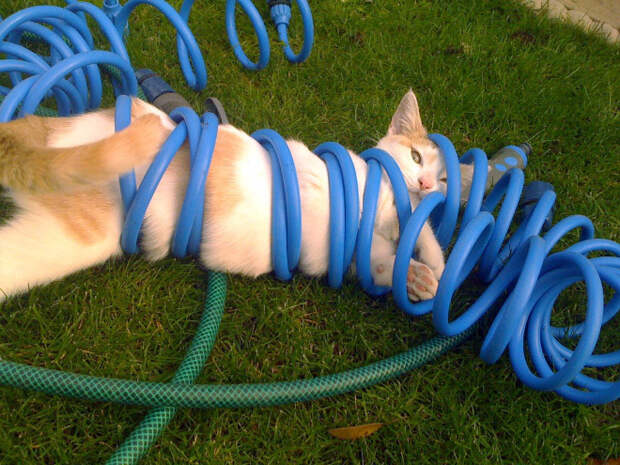 Котики, которые попали в неловкое положение