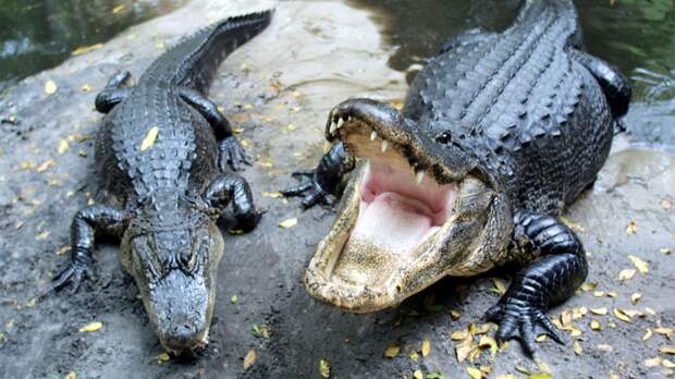 Девушка из Тайваня завела дома шесть крокодилов