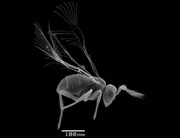 Ученые реконструировали зрительную систему миниатюрных насекомых