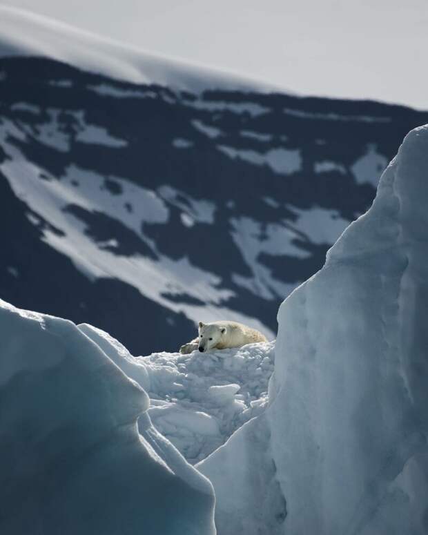 Шикарные фотографии из арктической экспедиции Джо Шаттера арктика, гренландия, животные, пейзаж, фотографии