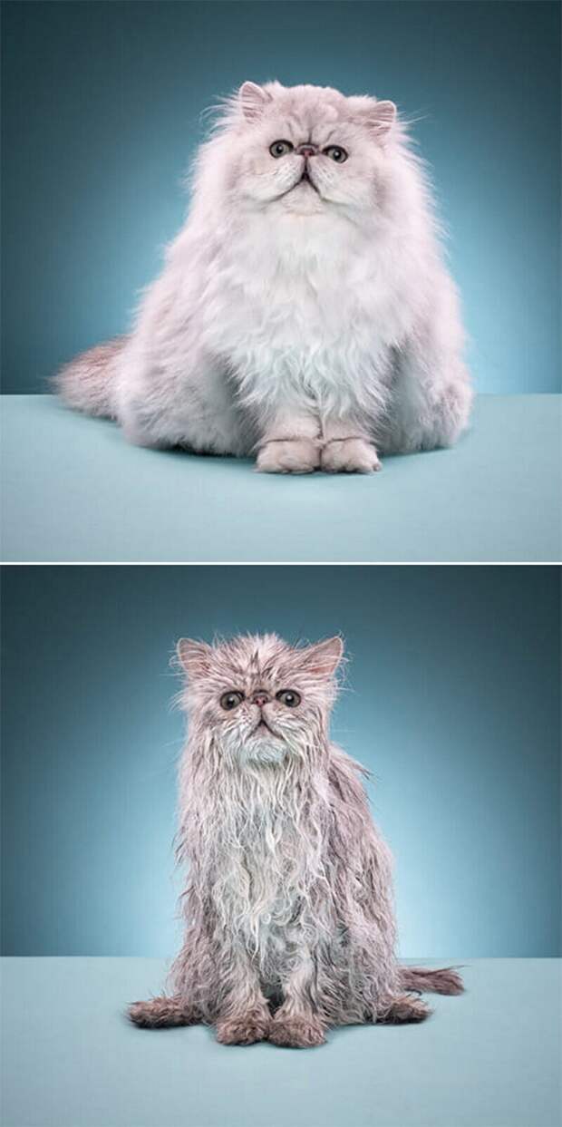 Смешные фото о том, как выглядят коты до и после купания