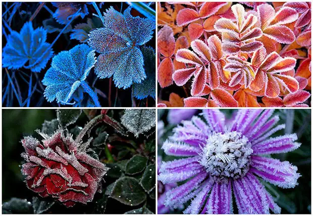 �������� ���� ����