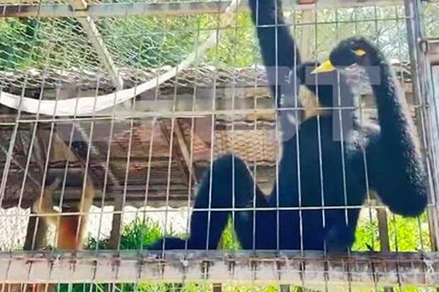 Во Вьетнаме обезьяна укусила четырёхлетнего российского туриста в Далате