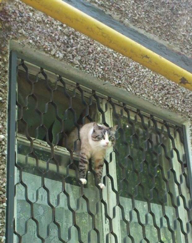 Субботний котопост коты, кошки, приколы с котами., смешные коты