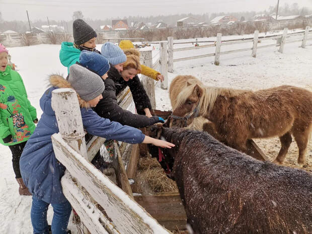 Антисанитария, крысы и холод: в Петербурге 10 пони нашли в грузовом контейнере