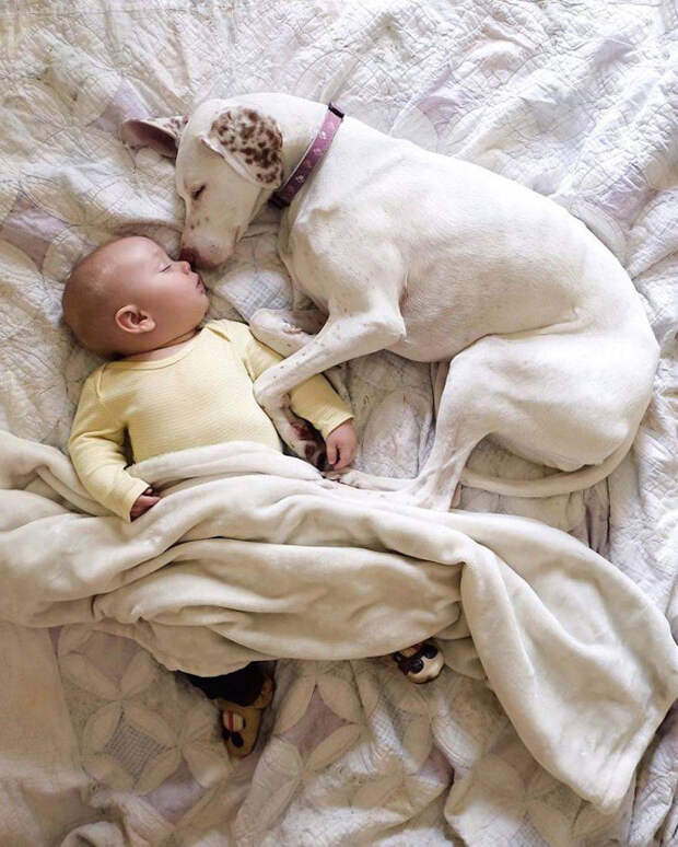 Когда собака и ребёнок - одна семья...