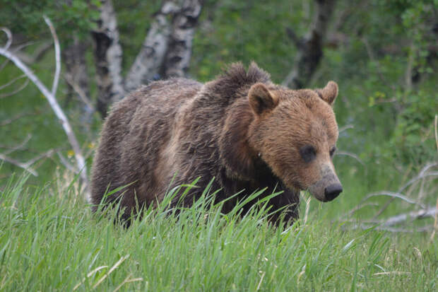 Медведи в Китае пробрались в закрытый ресторан и попали на видео