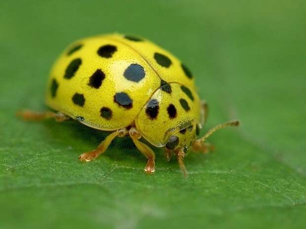Суперхищники. Coccinellidae животные, факты