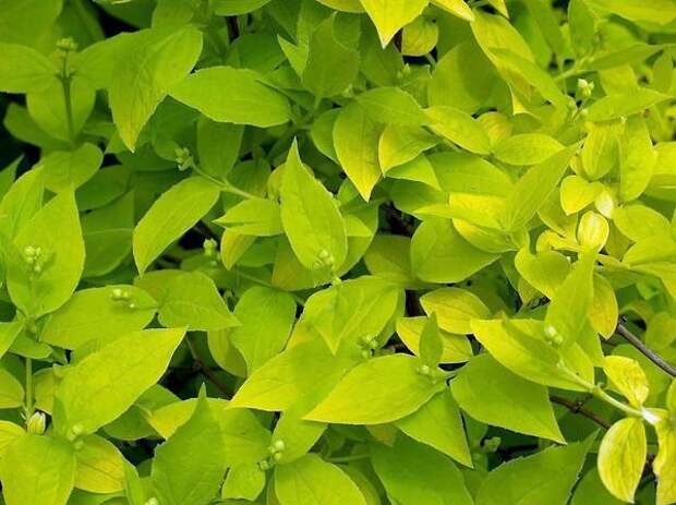 Садовый жасмин с золотистой листвой. Фото с сайта asienda.ru